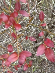 Vaccinium elliottii