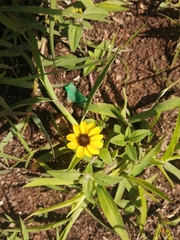 Sanvitalia procumbens
