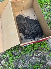 Cemophora coccinea coccinea