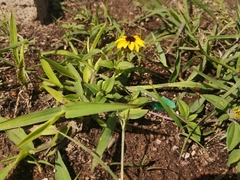 Sanvitalia procumbens