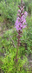 Stagmomantis floridensis