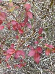 Vaccinium elliottii
