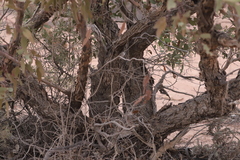 Eucalyptus socialis socialis
