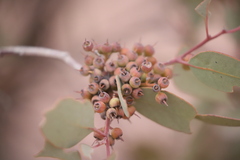 Eucalyptus socialis socialis