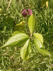 Callicarpa