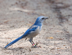 Aphelocoma coerulescens