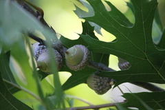 Quercus buckleyi