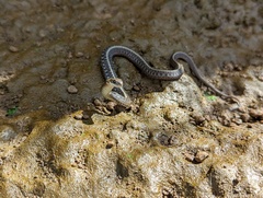 Thamnophis ordinoides