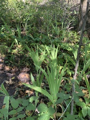 Iris domestica
