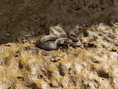 Thamnophis ordinoides