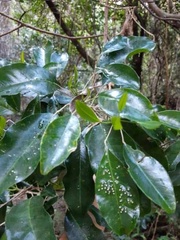 Sarcomelicope simplicifolia