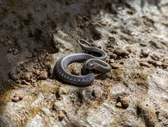 Thamnophis ordinoides