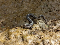 Thamnophis ordinoides