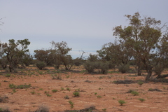 Eucalyptus socialis socialis