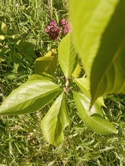 Callicarpa