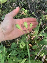 Iris domestica