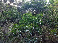 Sarcomelicope simplicifolia