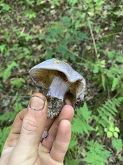 Cortinarius camphoratus