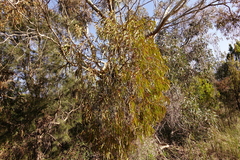 Amyema pendula pendula