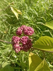Callicarpa