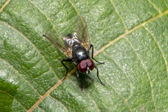 Hydrotaea