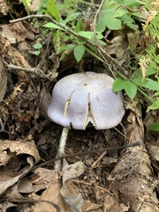 Cortinarius camphoratus