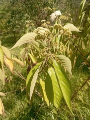 Callicarpa