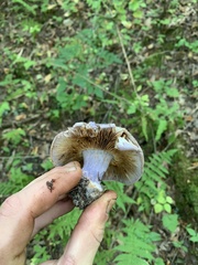 Cortinarius camphoratus