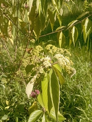 Callicarpa