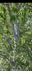 Celtis laevigata