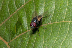 Hydrotaea