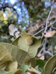 Disholandricus lasius