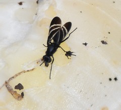 Tritoxa flexa