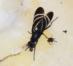 Tritoxa flexa