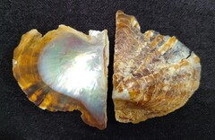 Pinctada imbricata