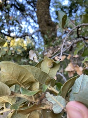 Disholandricus lasius