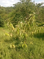 Callicarpa