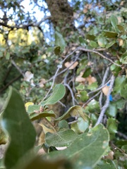 Disholandricus lasius