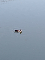 Callonetta leucophrys