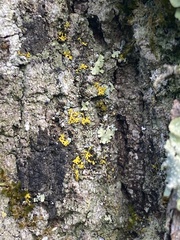 Xanthomendoza weberi
