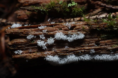 Ceratiomyxa