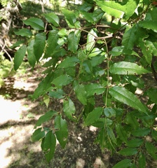 Zanthoxylum clava-herculis