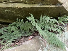 Athyrium angustum