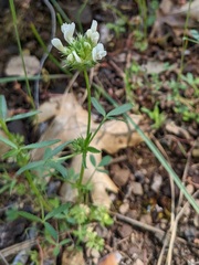 Trifolium willdenovii