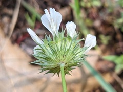 Trifolium willdenovii