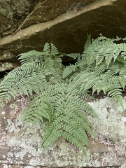 Athyrium angustum