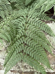 Athyrium angustum
