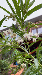 Gomphocarpus physocarpus