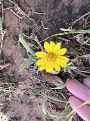 Gazania