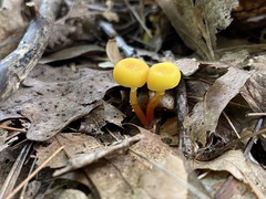 Hygrocybe cantharellus